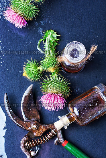 Flower and burdock extract. Buds medicinal wild plants burdock and burdocks medicinal tincture. Стоковое фото, агентство Ingram Publishing / Фотобанк Лори
