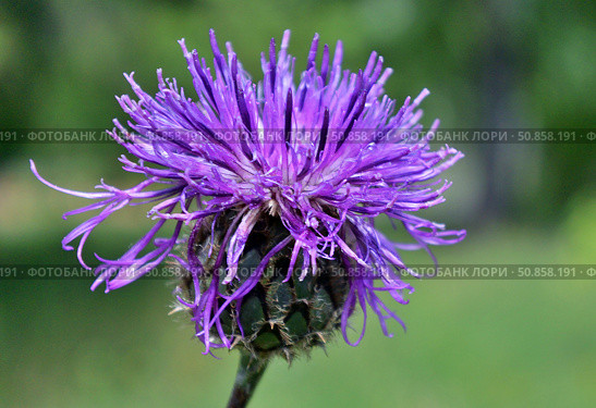 Flower burdock field. Стоковое фото, фотограф Александр Карпенко / Фотобанк Лори