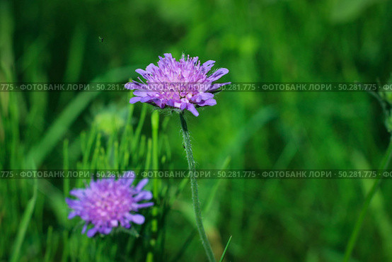 Flower of Field Scabious, Knautia Arvensis, with bokeh background. Стоковое фото, фотограф Марина Демидюк / Фотобанк Лори