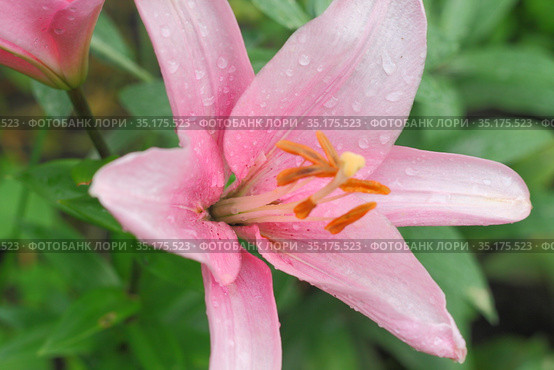 Flower of pink lilies with dew dropsmacro. Стоковое фото, фотограф Tetiana Chugunova / Фотобанк Лори