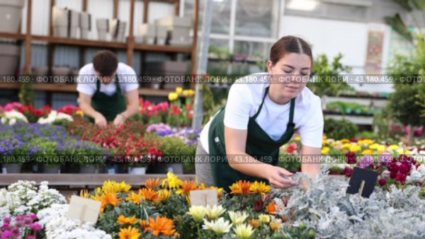 flower supermarket vendor examines shelf of Cineraria to detect problematic plants. Стоковое видео, видеограф Яков Филимонов / Фотобанк Лори