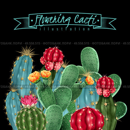 Flowering cacti colorful botanical composition on black background including gymnocalycium and pin cushion cactus vector illustration. Стоковая иллюстрация, агентство Ingram Publishing / Фотобанк Лори