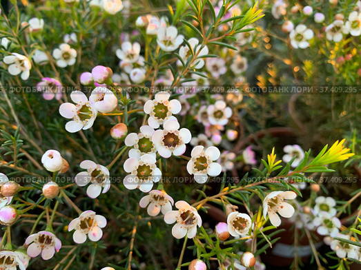 Flowering evergreen shrub Chamelacium (Chamelaucium) Стоковое фото, фотограф Irina Opachevsky / Фотобанк Лори