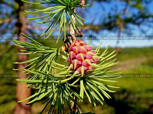 Flowering of coniferous tree. Christmas tree with young cones. R. Стоковое фото, фотограф Леонид Еремейчук / Фотобанк Лори
