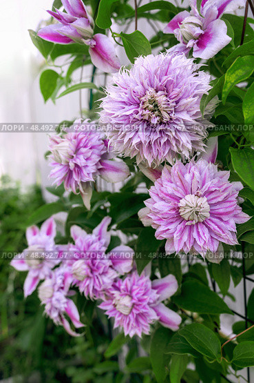 Flowering plant of clematis variety Josephine. Delicate terry large pink flowers in the light of sunset. Стоковое фото, фотограф Оксана Медведева / Фотобанк Лори