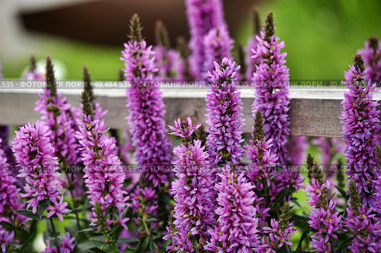 Flowering purple loosestrife plant (Lythrum Salicaria) Стоковое фото, фотограф Анна Кривицкая / Фотобанк Лори