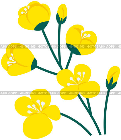 Flowering stalk of yellow rape flowers. Wild field grass. Concept of rapeseed oil or garden. Spring blossom element for card design. Delicate flowers with green leaves vector isolated on white. Flowering stalk of yellow rape flowers. Wild field grass. Concept of rapeseed oil or garden. Стоковая иллюстрация, агентство Ingram Publishing / Фотобанк Лори
