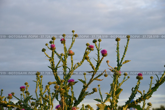 Flowering thistle ( Onopordum acanthium L.) on sky background. Стоковое фото, фотограф Алексей Антипов / Фотобанк Лори
