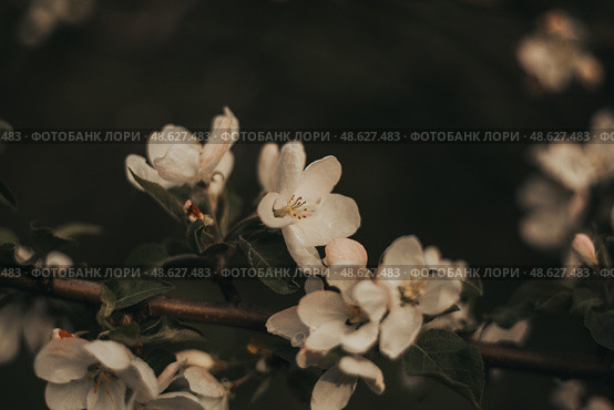 Flowering trees, garden flowers, pollinated plants, spring weather, awakening of nature. Стоковое фото, фотограф сергей злобин / Фотобанк Лори