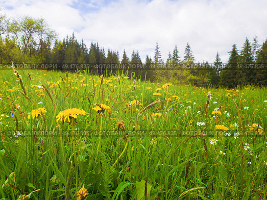Flowering yellow dandelion field. Wonderful spring scene background, blooming green grass meadow, carpathian mountains flora over fir forest background. Стоковое фото, агентство Ingram Publishing / Фотобанк Лори