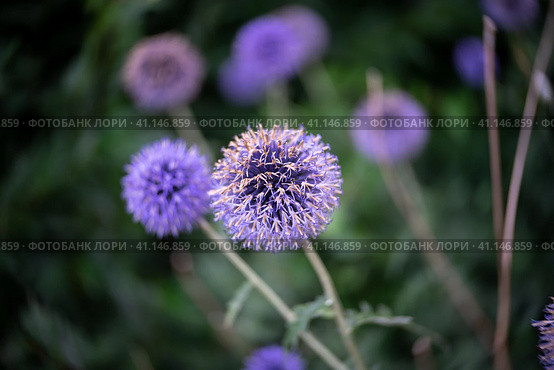 Flowers of Echinops sphaerocephalus. Close-up. Art lens. Swirl bokeh. Focus on the center. Стоковое фото, фотограф Sergey Kohl / Фотобанк Лори