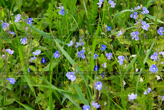 Flowers Veronica Dubravnaya (lat. Veronica chamaedry. Стоковое фото, фотограф Жанна Гапанович / Фотобанк Лори