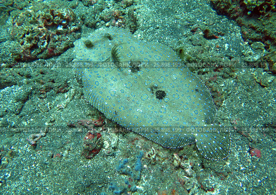 Flowery flounder Bothus mancus it is lying on the seabed. Стоковое фото, фотограф Фотограф / Фотобанк Лори