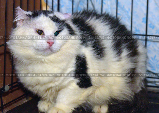 Fluffy black and white cat with an expression of sadness and fatigue on its face. The animal is sitting in a cage, the background is made up of metal bars and blue fabric. The cat has thick fur, a pink nose and expressive eyes of different shades, which gives the photo a special emotionality. The cat looks a little wary, presses its ears and seems to be looking for protection. The photo is well suited to illustrate themes related to animal protection, shelters, caring for pets and the need to help homeless cats. Стоковое фото, фотограф Анна Кривицкая / Фотобанк Лори