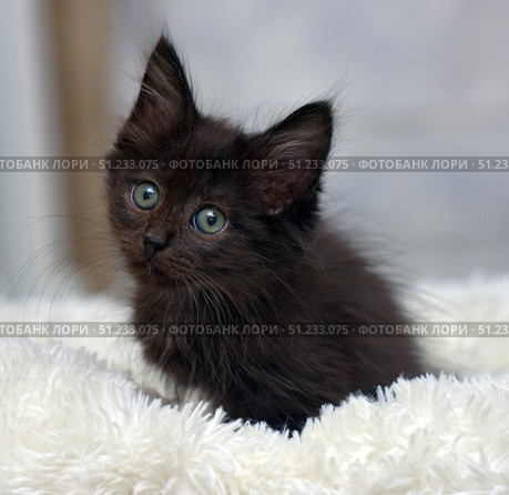 Fluffy black kitten with green eyes sitting on a soft white rug. His gaze is directed upwards, creating a touching and slightly curious expression. The kitten looks well-groomed, cute and cozy. The light neutral background emphasizes his fur and gives the photo a feeling of home warmth. The photo is ideal for the topics: pets, love for animals, kittens, comfort, care, shelters and animal adaptation. Стоковое фото, фотограф Анна Кривицкая / Фотобанк Лори