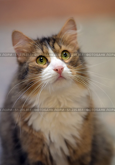 Fluffy cat with expressive green eyes. Her fur is thick, long, with warm brown, white and reddish shades. The white chest and neat muzzle with a pink nose emphasize her soft and gentle appearance. The cat sits and looks up attentively, creating the impression of expectation or interest. The background is softly blurred, which emphasizes the animal and emphasizes her expressive features. The photo is ideal for the theme of pets, coziness, care and the beauty of nature. Стоковое фото, фотограф Анна Кривицкая / Фотобанк Лори