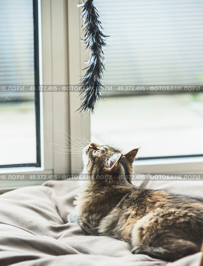 Fluffy kitten hunts cat toy at the window. Стоковое фото, агентство Ingram Publishing / Фотобанк Лори
