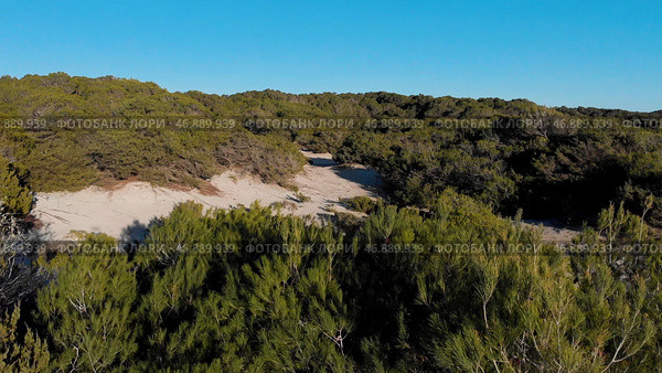 Flying over bushes and trees on sandy ground on blue sky background. Стоковое фото, фотограф David Kashakhi / Фотобанк Лори