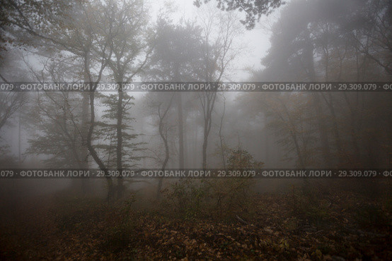 Fog in the forest. Стоковое фото, фотограф Яна Королёва / Фотобанк Лори