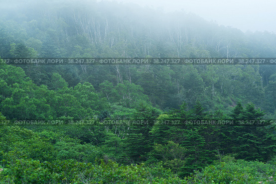Foggy mountain forest on the slope of the volcano on the island of Kunashir. Стоковое фото, фотограф Евгений Харитонов / Фотобанк Лори