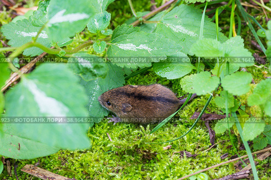 Forest birch mouse (Sicista betulina) among grass on green moss. Стоковое фото, фотограф Андрей С / Фотобанк Лори