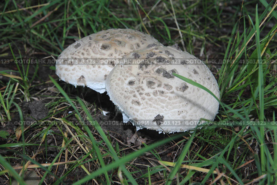 Forest mushrooms, wild forest, the search for mushrooms. Стоковое фото, фотограф Елена Бобкова / Фотобанк Лори