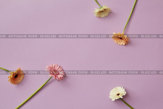 Forming a round frame with a place for text from tender multi-colored flowers on a light pink background. Stop motion animation. Flat lay.. Delicate beautiful pastel colors of gerberas appear and form a pattern, a round frame on a pink background. The idea for congratulations on the holiday. Стоковое фото, агентство Ingram Publishing / Фотобанк Лори