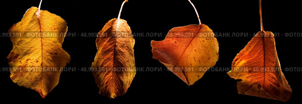 four left in the colors of autumn. Стоковое фото, агентство Ingram Publishing / Фотобанк Лори