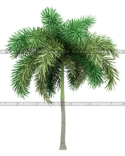 foxtail palm tree isolated on white background. 3d illustration. Стоковое фото, агентство Ingram Publishing / Фотобанк Лори