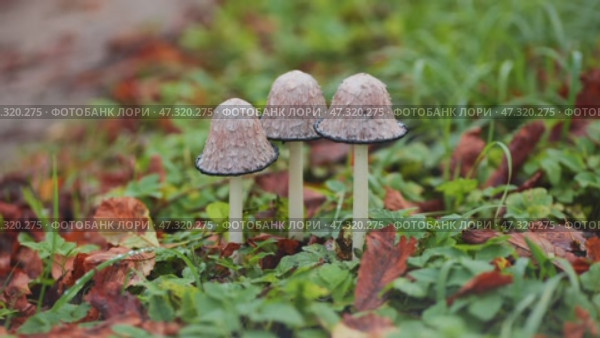 Fragile hare'sfoot inkcap mushrooms emerging from grass and decaying leaves, capturing delicate woodland autumn landscape. Стоковое видео, видеограф Mikhail Davidovich / Фотобанк Лори