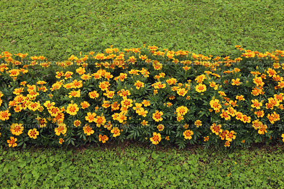 Фрагмент цветочной каймы из ярких бархатцев (лат. Tagetes) на фоне зеленой травы. Стоковое фото, фотограф Наталья Сухорукова / Фотобанк Лори