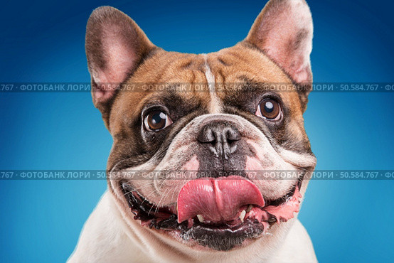 French bulldog isolated over blue background, retouched. Стоковое фото, агентство Ingram Publishing / Фотобанк Лори