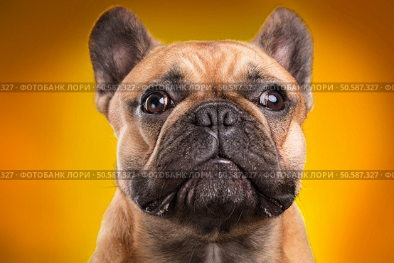 French bulldog isolated over orange background, retouched. Стоковое фото, агентство Ingram Publishing / Фотобанк Лори