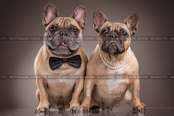 French bulldogs isolated over brown background, retouched. Стоковое фото, агентство Ingram Publishing / Фотобанк Лори