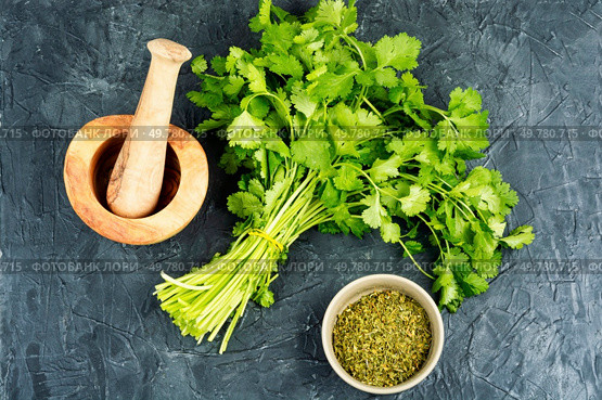 Fresh and dry cilantro sprigs, perfect for adding a burst of flavor to culinary dishes , cilantro, coriander. Flat lay. Bundle of cilantro, Coriander leaves. Стоковое фото, агентство Ingram Publishing / Фотобанк Лори