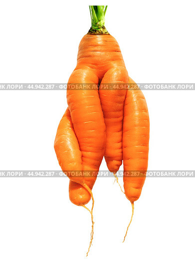 Fresh big red carrot of an unusual shape on an isolated white background. Freakish kind of vegetables. Стоковое фото, фотограф Дмитрий Кобзев / Фотобанк Лори