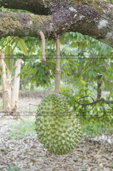 Fresh durian on its tree in the tropical orchard, Thailand. Стоковое фото, агентство Ingram Publishing / Фотобанк Лори