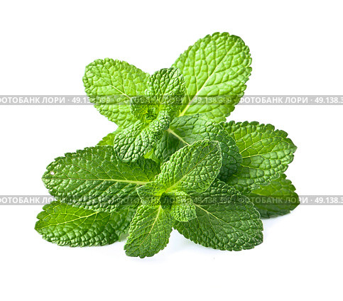 Fresh mint. Стоковое фото, фотограф Волошина Мария Ивановна / Фотобанк Лори