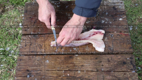 Fresh northern pike fish gutting and cutting for cooking. Стоковое видео, видеограф Владимир Григорьев / Фотобанк Лори