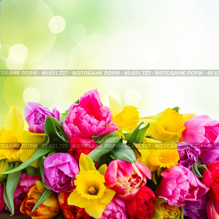 fresh pink, purple and red  tulips and daffodils with copy space on green bokeh background. bouquet of   tulips and daffodils. Стоковое фото, агентство Ingram Publishing / Фотобанк Лори