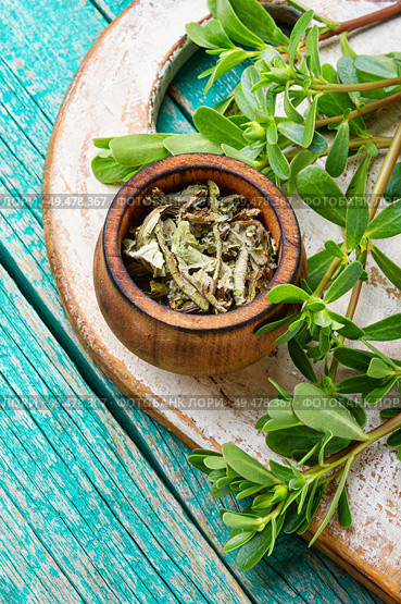 Fresh purslane stalks and dried purslane in a mortar. Portulaca oleracea leaves. Стоковое фото, агентство Ingram Publishing / Фотобанк Лори