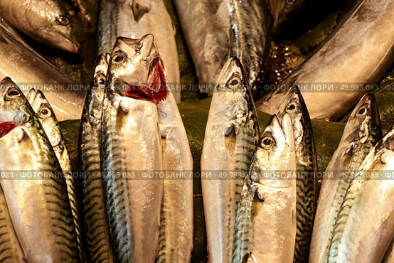 fresh raw fish mackerel in the store. Freah fish in the store. Стоковое фото, агентство Ingram Publishing / Фотобанк Лори