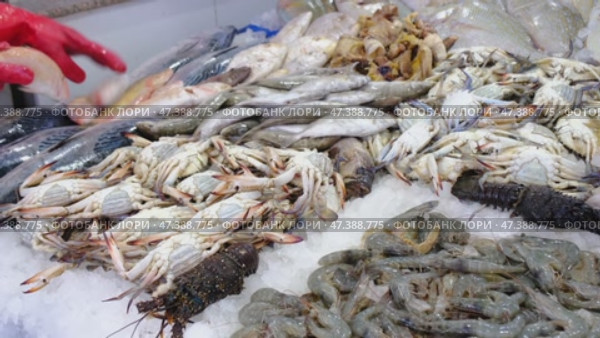 Fresh seafood on the counter of the fish market in ice. Red Sea fish, crabs, shellfish are sold in the store. Стоковое видео, видеограф Ольга Симонова / Фотобанк Лори