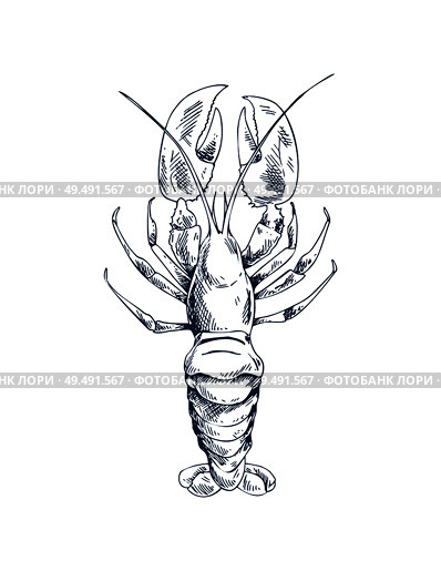 Freshwater broad-fingered crayfish common specie and traditional food source vector illustration in sketch style. Marine inhabitant nautical icon.. Crayfish Common Specie and Seafood Sketch Icon. Стоковая иллюстрация, агентство Ingram Publishing / Фотобанк Лори