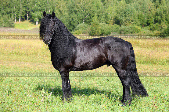 Friesian Horse. Stallion posing on a summer meadow. Фризская лошадь. Черный жеребец фриз позирует на летнем лугу. Стоковое фото, фотограф Михаил Кондрашов / Фотобанк Лори