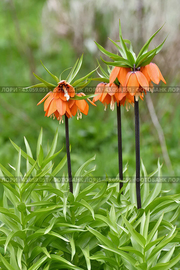 Fritillaria Imperialis rubra Maxima - bulbous flower blooming in early spring. Стоковое фото, фотограф Володина Ольга / Фотобанк Лори