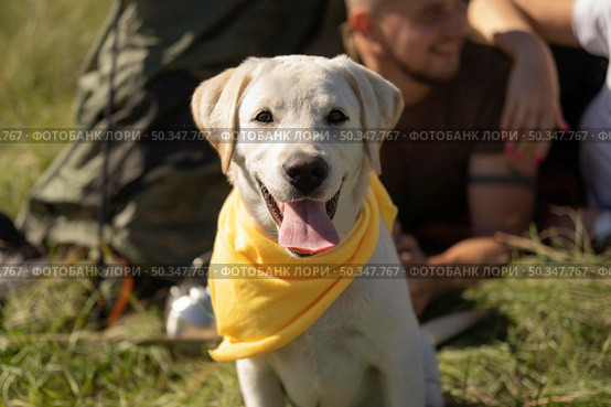 front view cute dog with yellow bandana. Стоковое фото, агентство Ingram Publishing / Фотобанк Лори