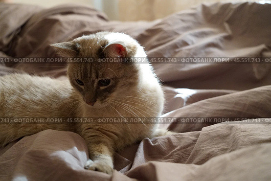Front view of a cute beautiful Siamese breed cat on a classic brown blanket. Стоковое фото, фотограф Abakumova Ekaterina / Фотобанк Лори