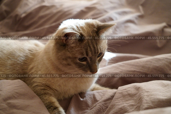 Front view of a cute beautiful Siamese breed cat on a classic brown blanket. Стоковое фото, фотограф Abakumova Ekaterina / Фотобанк Лори