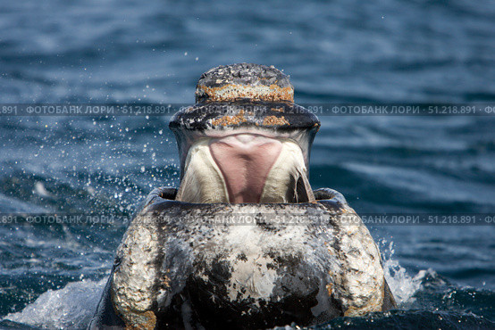 Front view of the open mouth on a young southern right whale. VW Pics/Stocktrek Images/TASS. Стоковое фото, агентство ТАСС / Фотобанк Лори